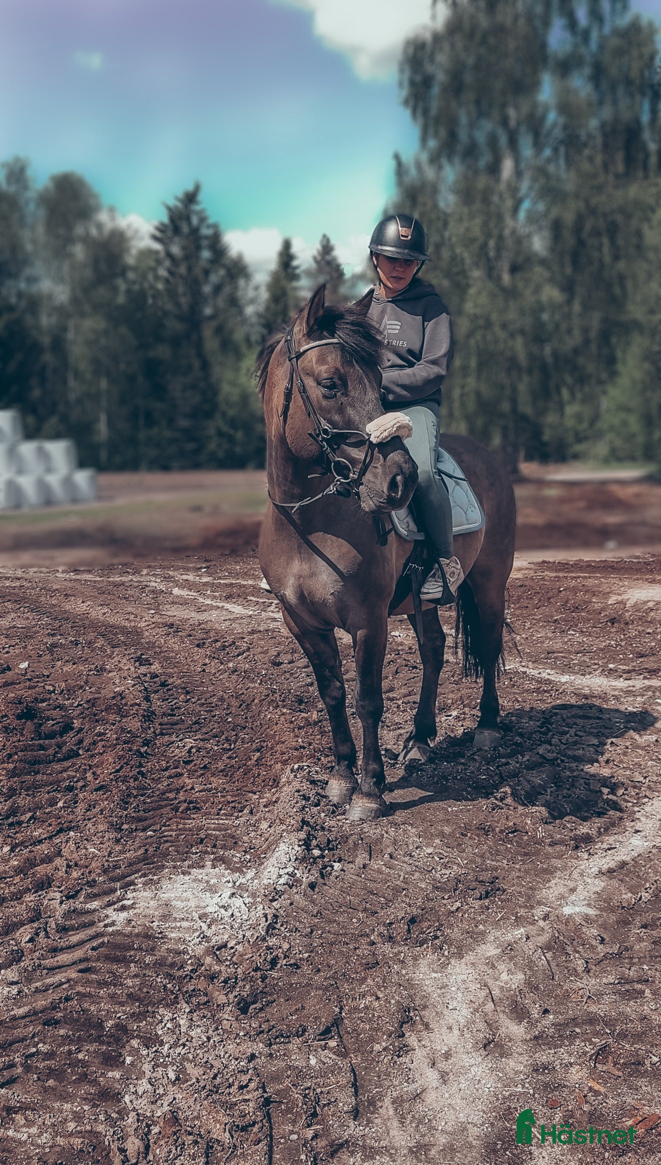 hästar Maxad C-ponny i Fagersta - Annons 10