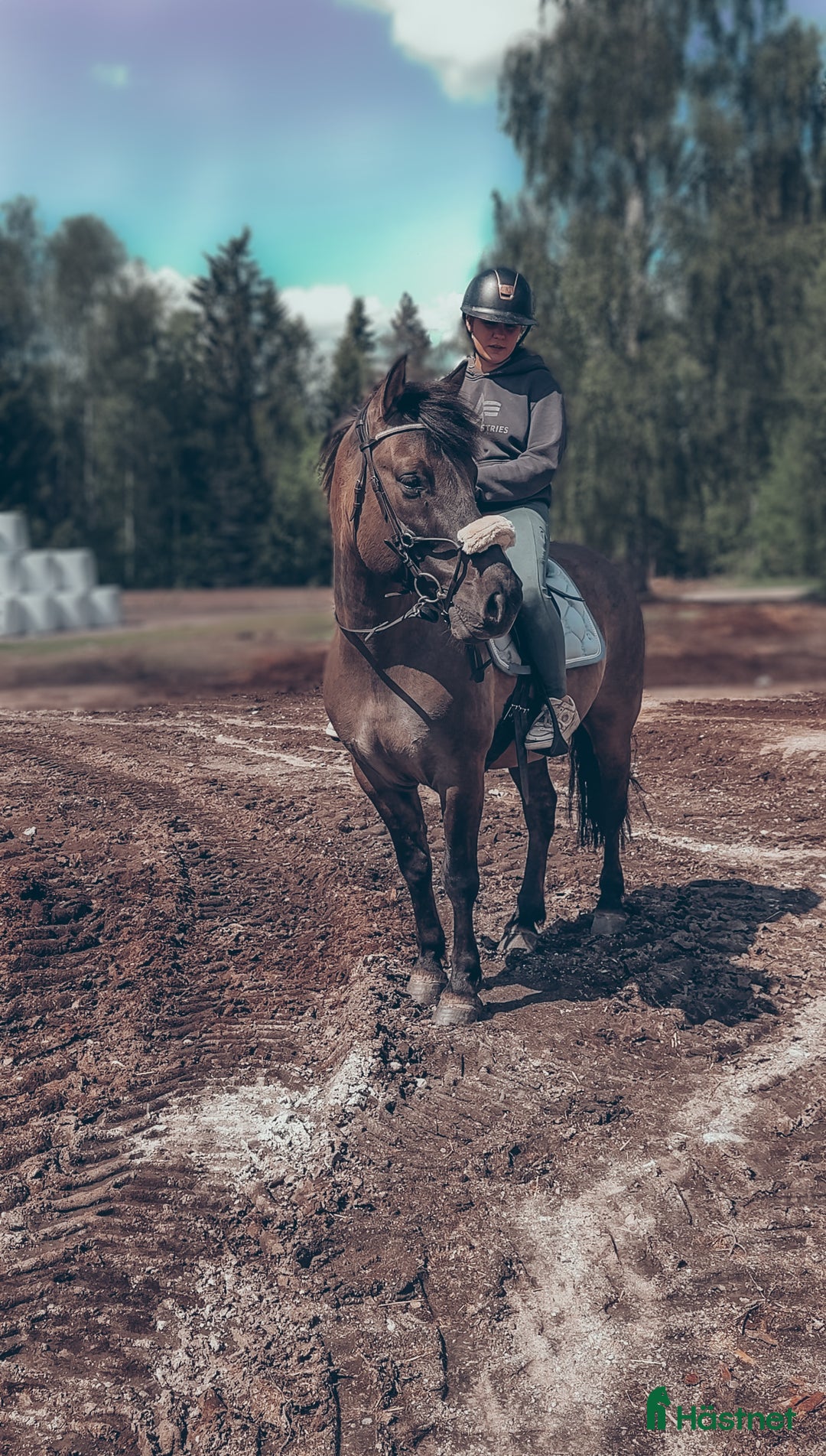 Allround hästar till salu: Maxad C-ponny i Fagersta - Annons 1