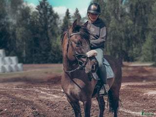 hästar Maxad C-ponny i Fagersta - Annons 14