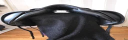 Sadlar hästutrustning till salu: Välskött Jaguar/Harry Dabbs - Annons 4