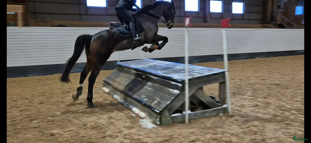 Allround hästar till salu: Trevligt fullblod för fälttävlan/hoppning - Annons 2