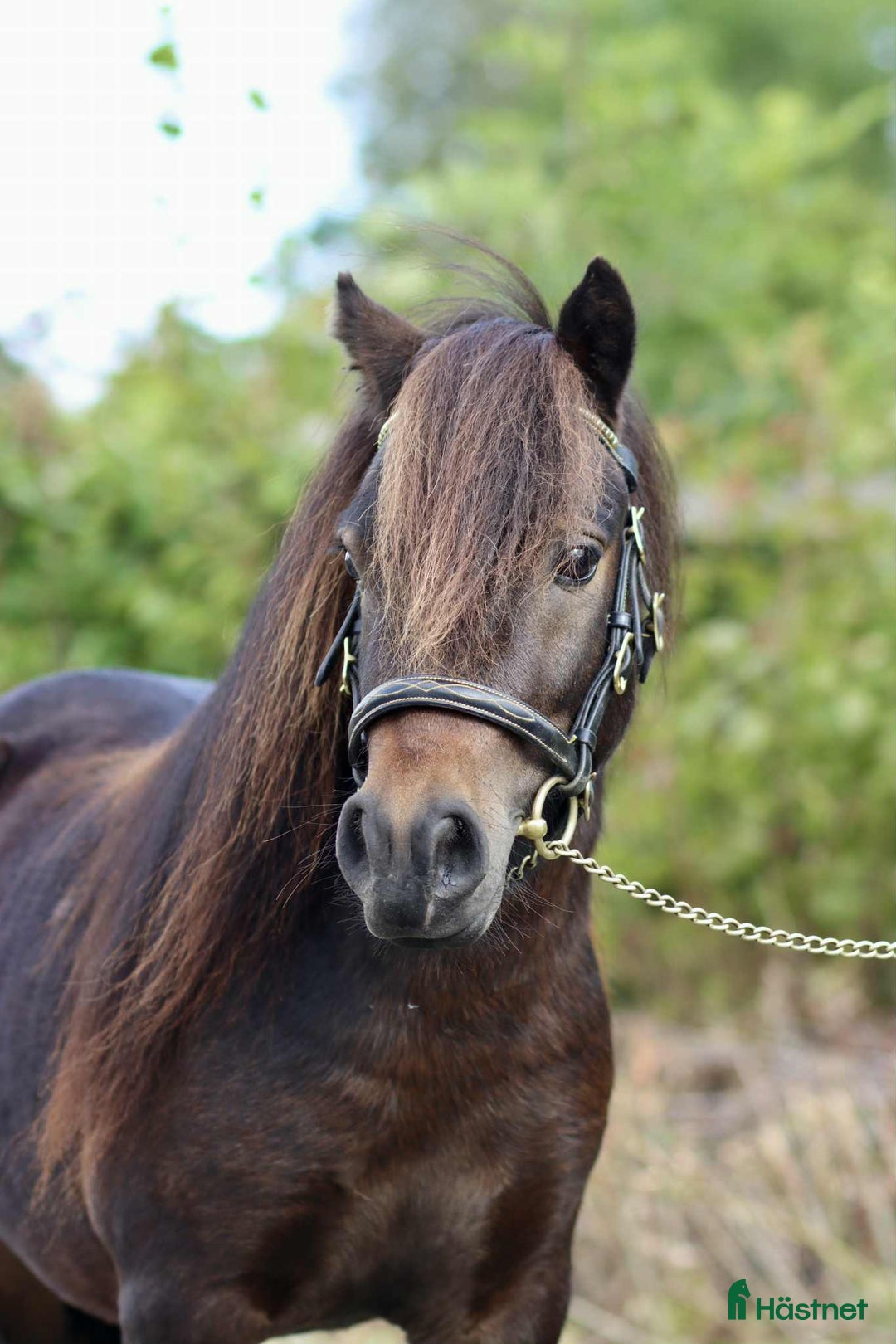 Allround hästar till salu: Mycket snäll och fin valack! i Jönåker - Annons 4