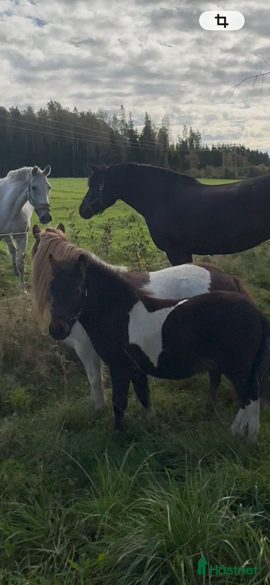 Allround hästar till salu: Trevlig kompis i Kil - Annons 1