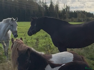 hästar Trevlig kompis i Kil - Annons 6