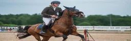 Hoppning hästar till salu: Sto med power - Annons 7