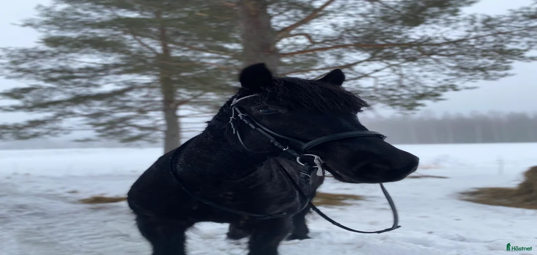 Galleribild {{count}}