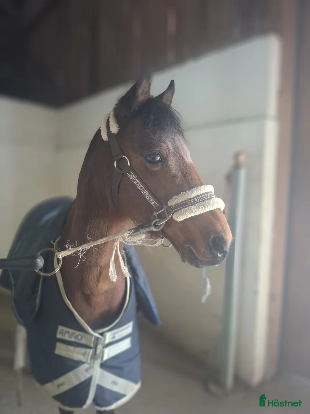 Allround hästar till salu: Fantastisk läromästare - Annons 1