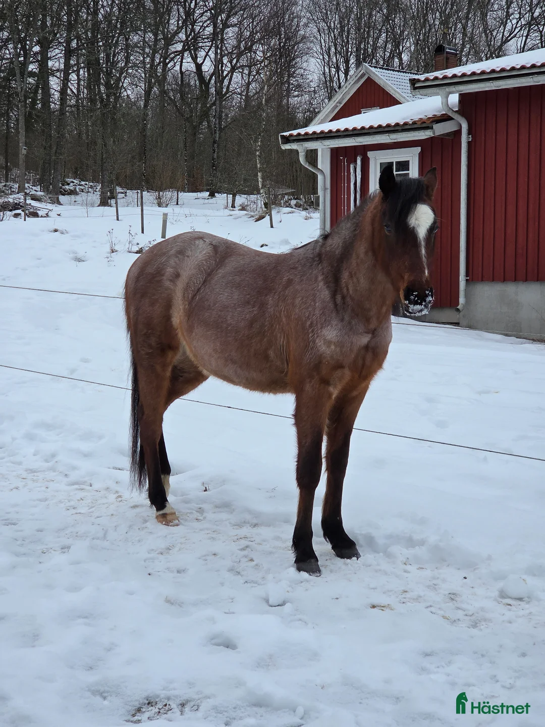 Allround hästar till salu: Paintkorsning - Annons 8