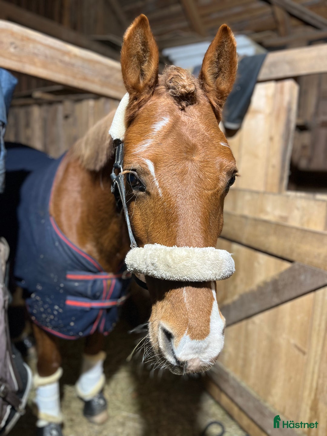 Allround hästar till salu: Rosettplockare och multitalang  i Gusum - Annons 5