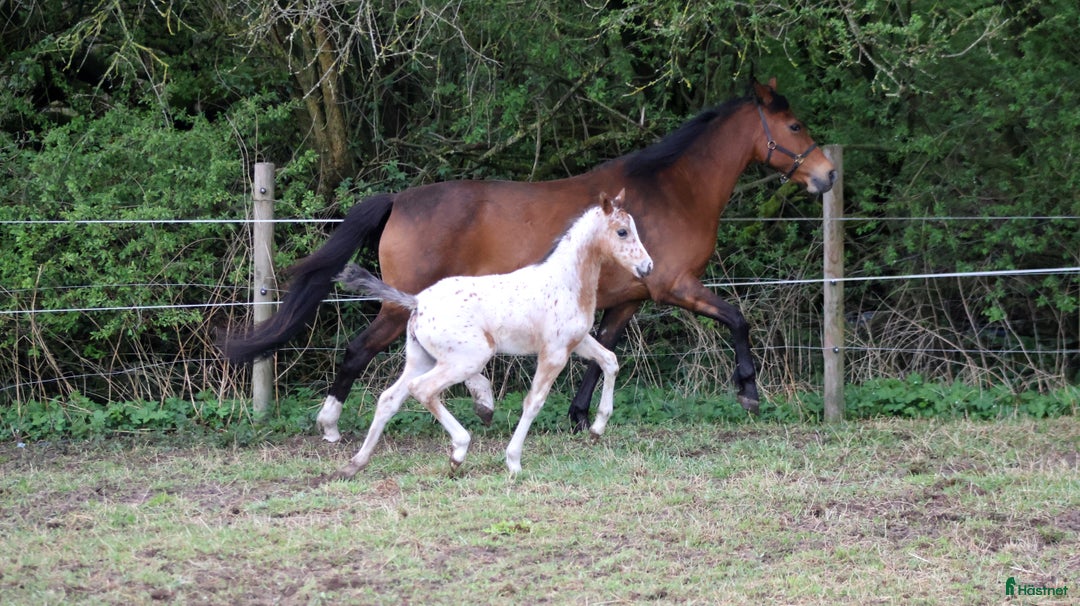 Allround hästar till salu: Knabstrupper hoppeføl  i Møldrup - Annons 2