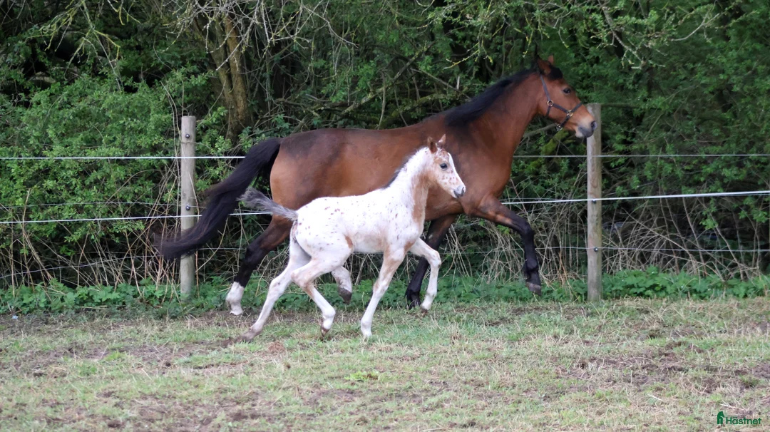 Allround hästar till salu: Knabstrupper hoppeføl  i Møldrup - Annons 2