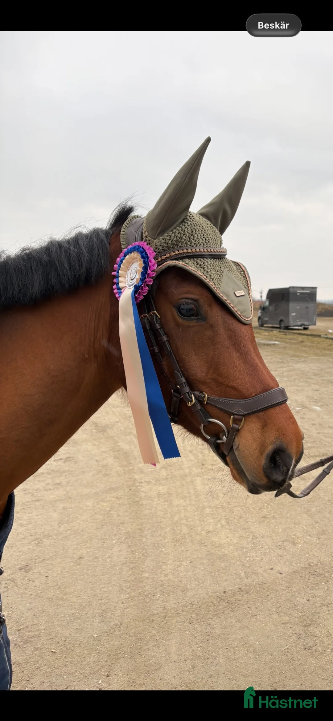 Allround hästar till salu: 🌟 D-ponny | Welsh Part-Bred | 148 cm 🌟 - Annons 2