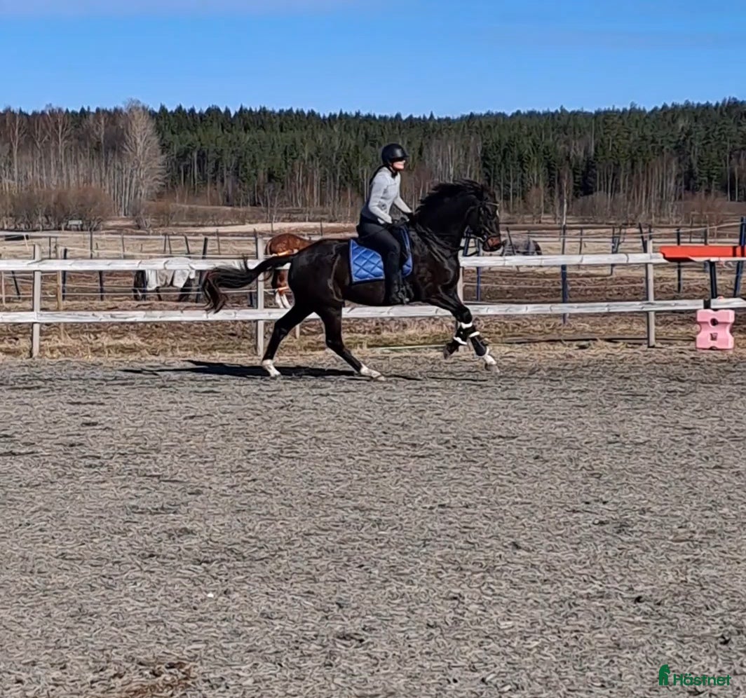  hästar Ett äkta guldkorn i Forshaga - Annons 7