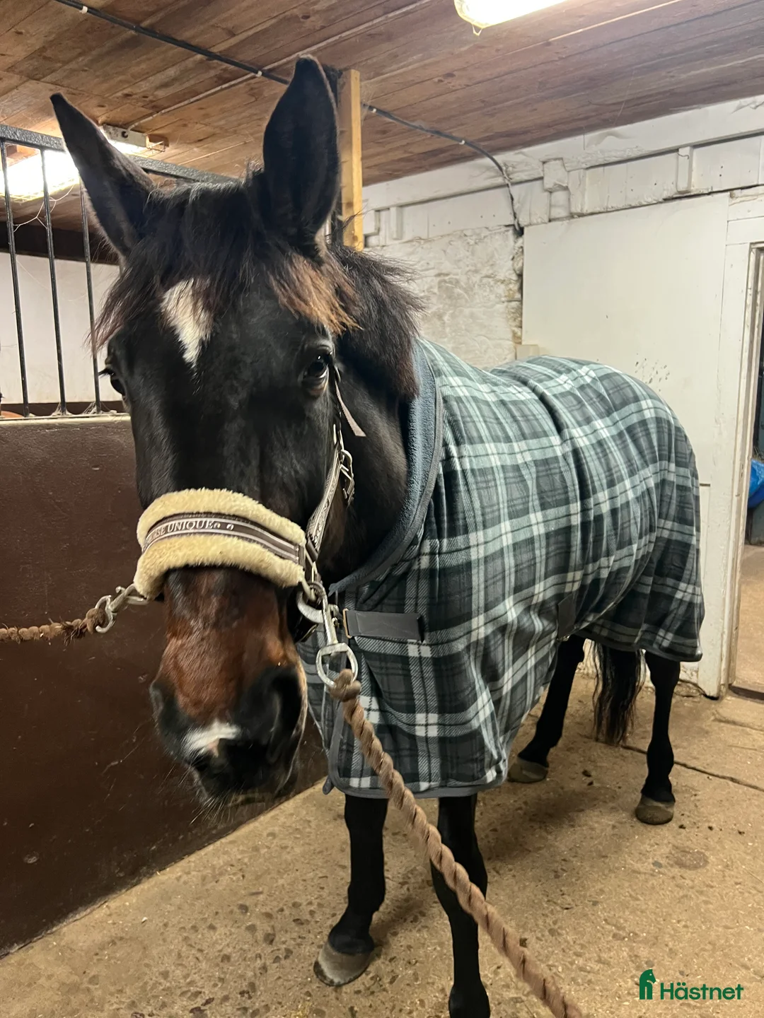 Allround hästar till salu: Hästen med ett hjärta av guld💛 i Älmhult - Annons 3