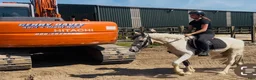 Allround hästar till salu: Ride & Drive gelding  - Annons 12