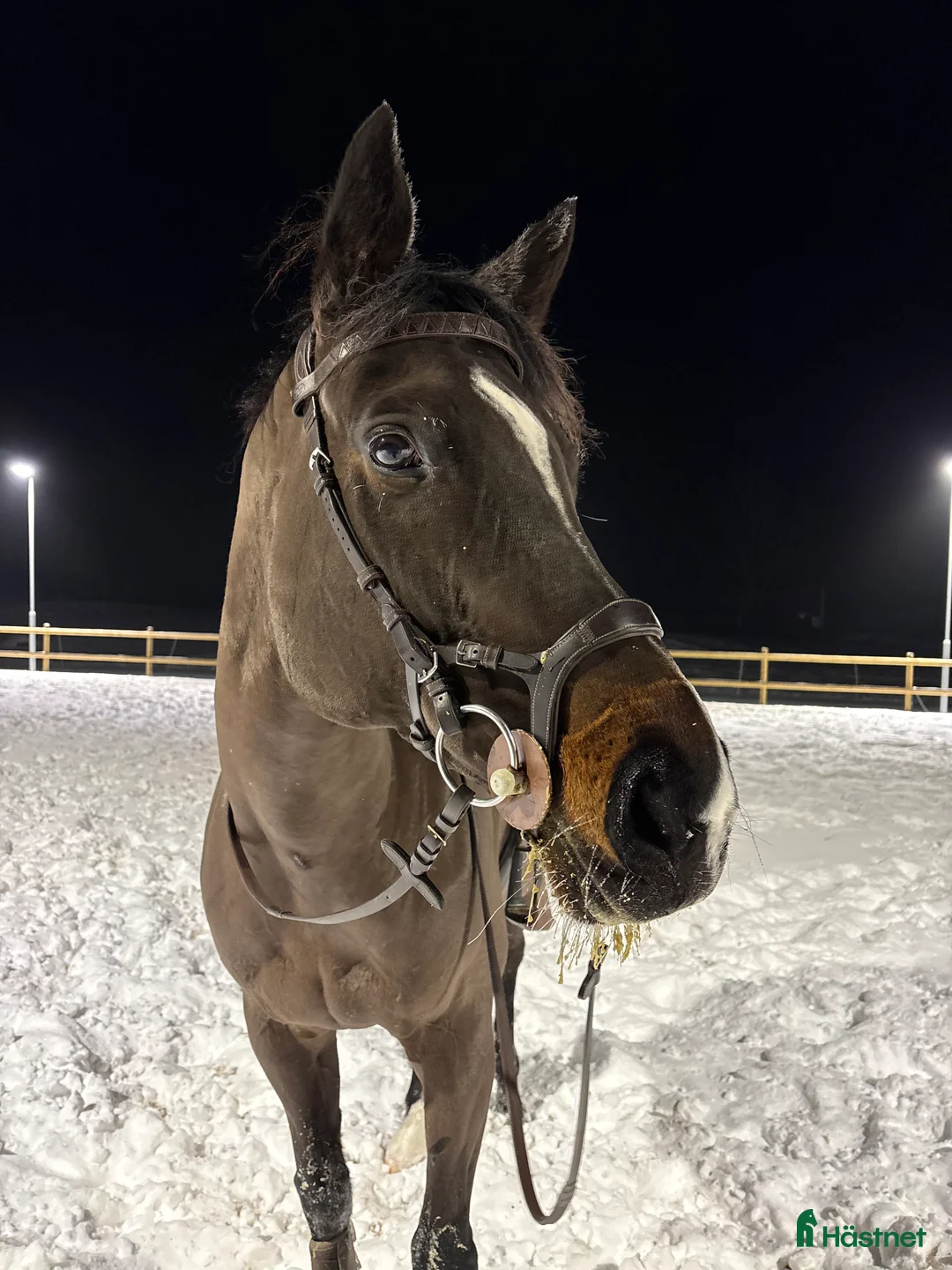 Allround hästar till salu: Trevlig allroundhäst!  i Söderköping - Annons 2