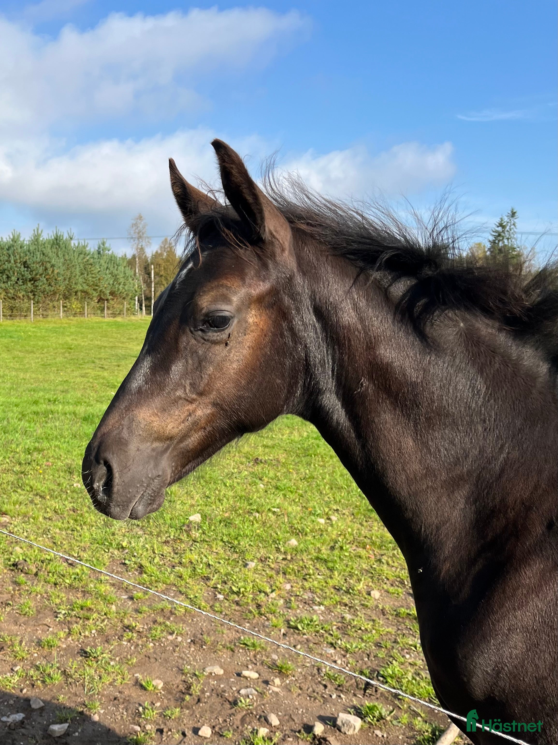  hästar Elegant ettåring e: Devin Franco GJ - Annons 15