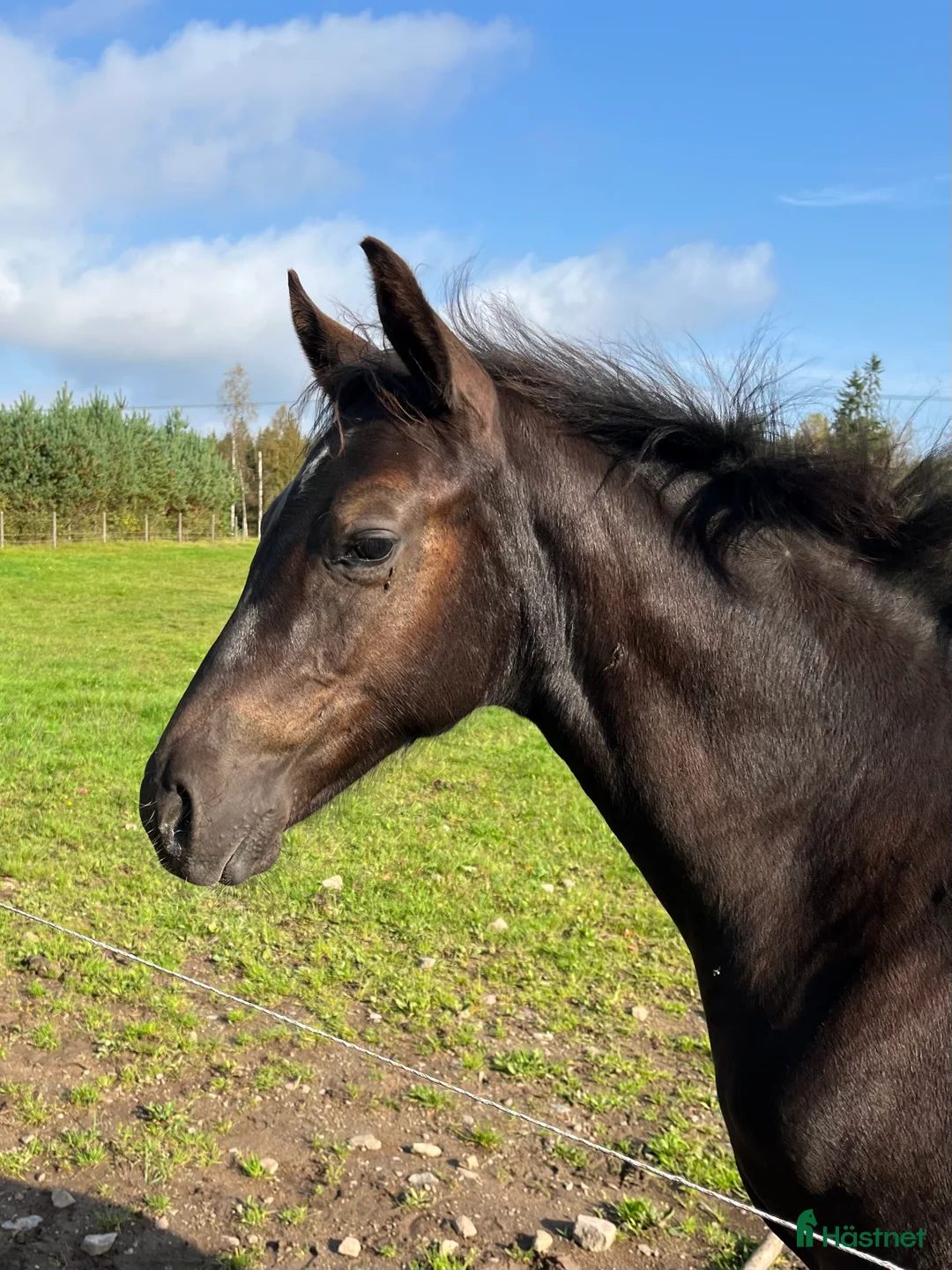 Dressyr hästar till salu: Elegant ettåring e: Devin Franco GJ - Annons 1