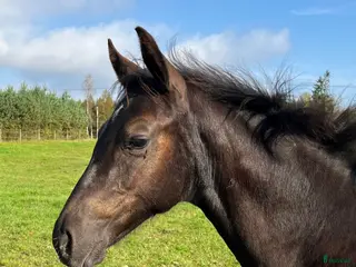 hästar Elegant ettåring e: Devin Franco GJ - Annons 15