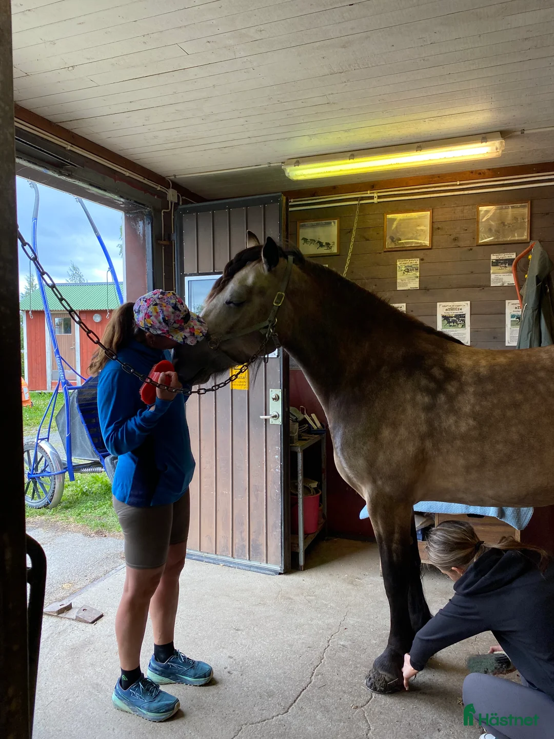Allround hästar till salu: Charmigt sto för ridning/körning  i Östersund - Annons 11