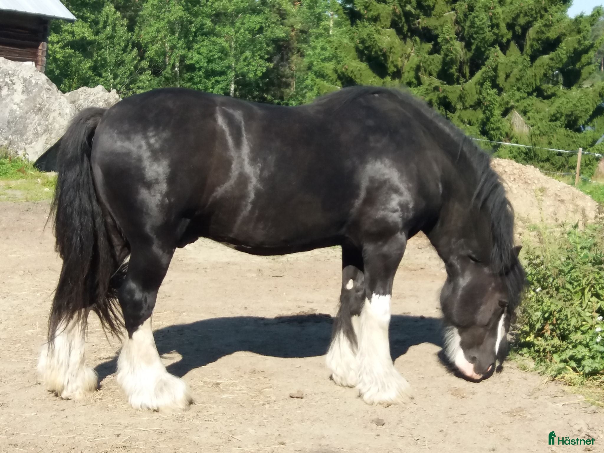  hästar Vacker och klok Irish Cob söker nytt hem - Annons 16