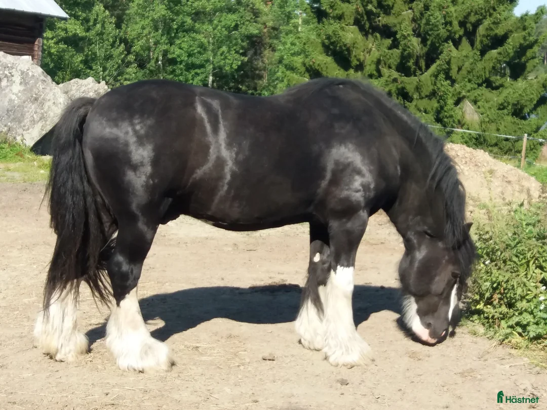 Övrigt hästar till salu: Vacker och klok Irish Cob söker nytt hem - Annons 1