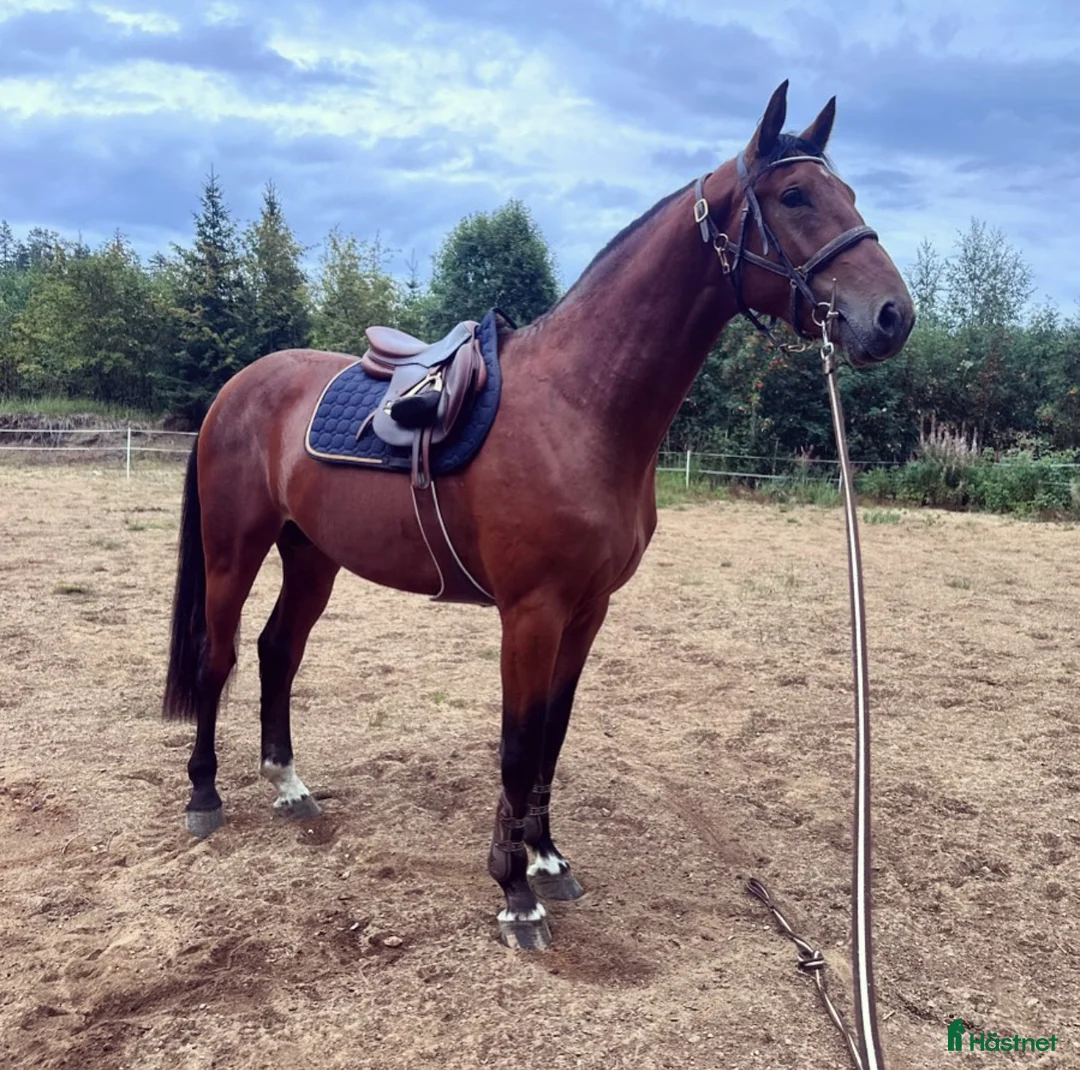 Hoppning hästar till salu: ⭐️ SWB-sto med alla förutsättningar ⭐️ i Kovland - Annons 3