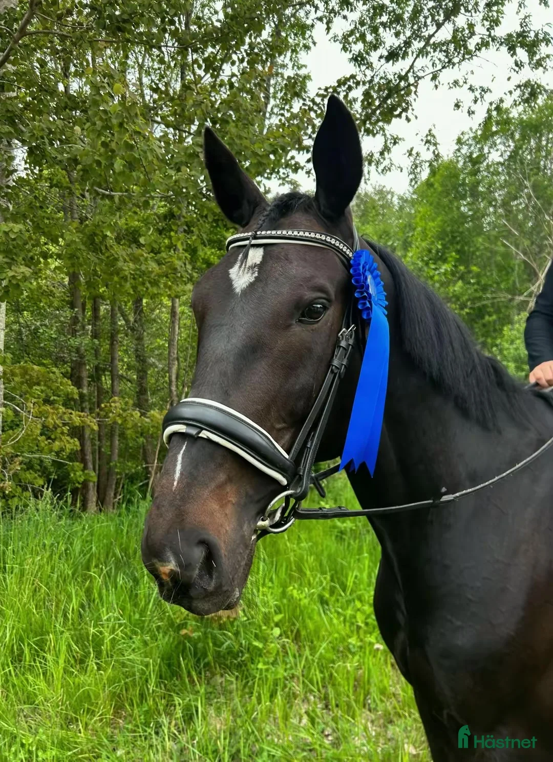 Allround hästar till salu: Hästen med hjärta av guld!🏅❤️🐴 i Vimmerby - Annons 2