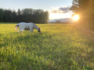 hästar Äldre snäll sällskapshäst sökes i Brålanda - Annons 14