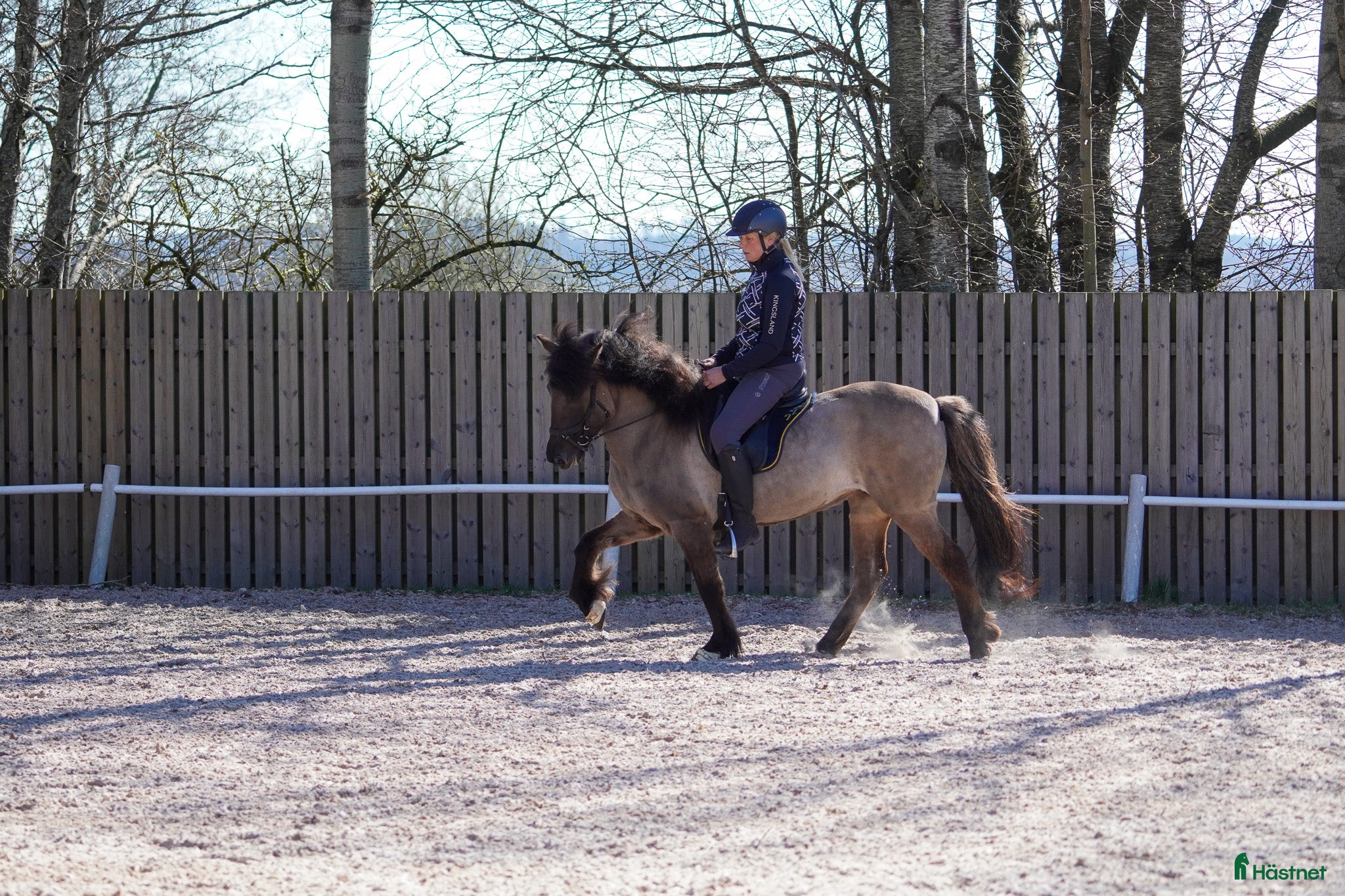  hästar Supertrevligt 11-årigt sto - Annons 1