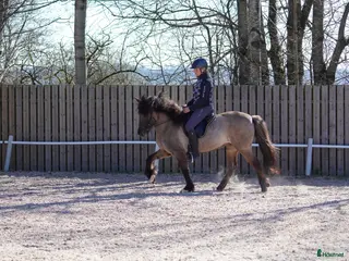 hästar Supertrevligt 11-årigt sto - Annons 1