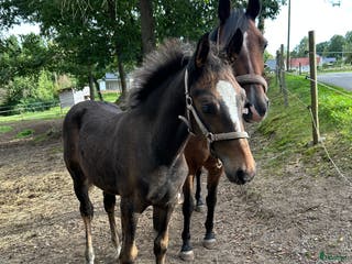 hästar Blivande stjärna 🌟 - Annons 4