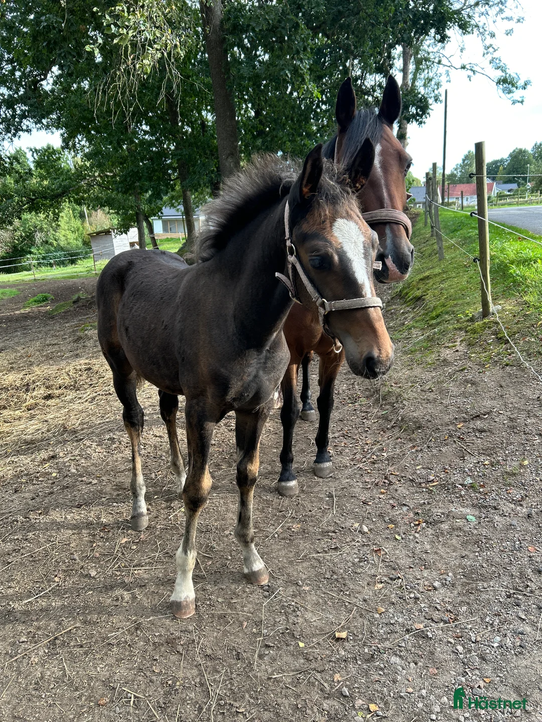Hoppning hästar till salu: Blivande stjärna 🌟  - Annons 1