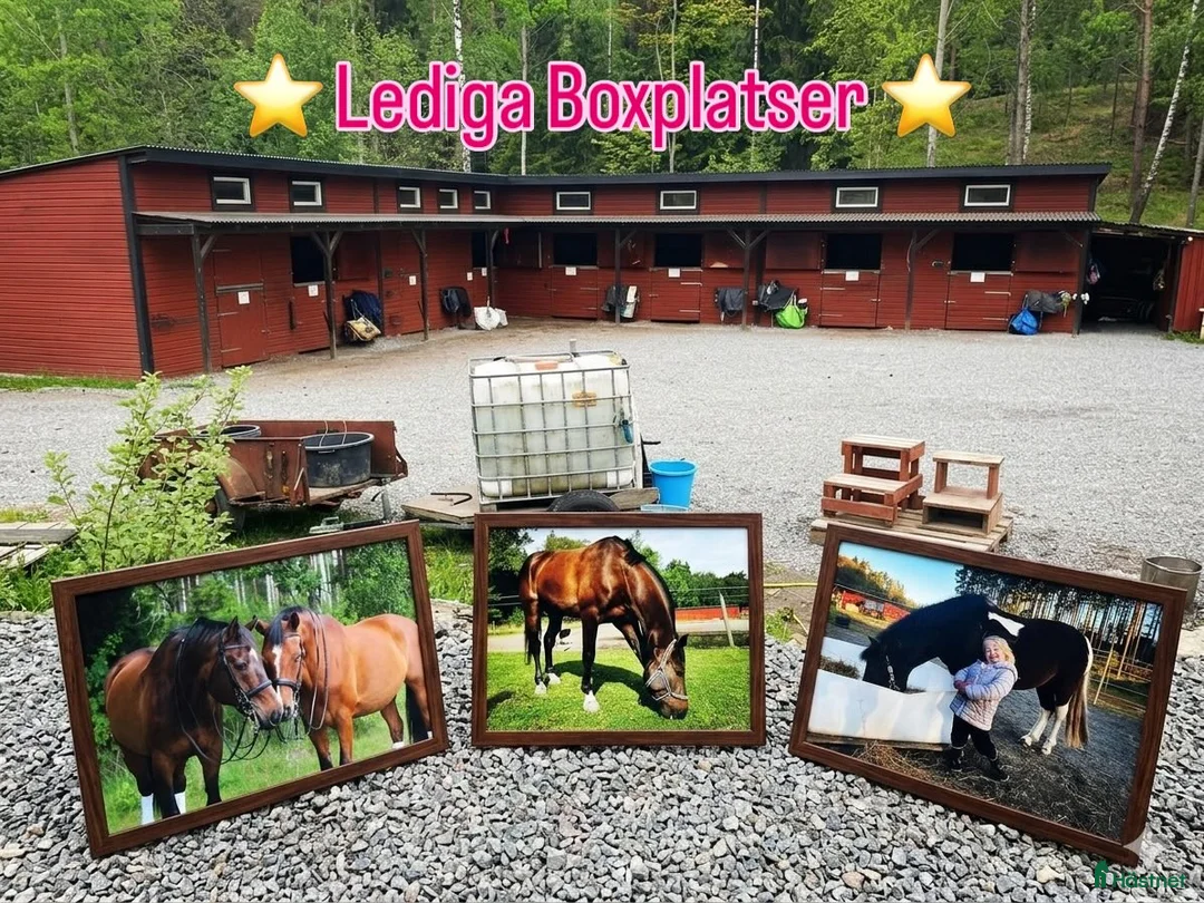  stallplats finnes: Ledig boxplats på Stall Lilla Sandö i Ingarö - Annons 1