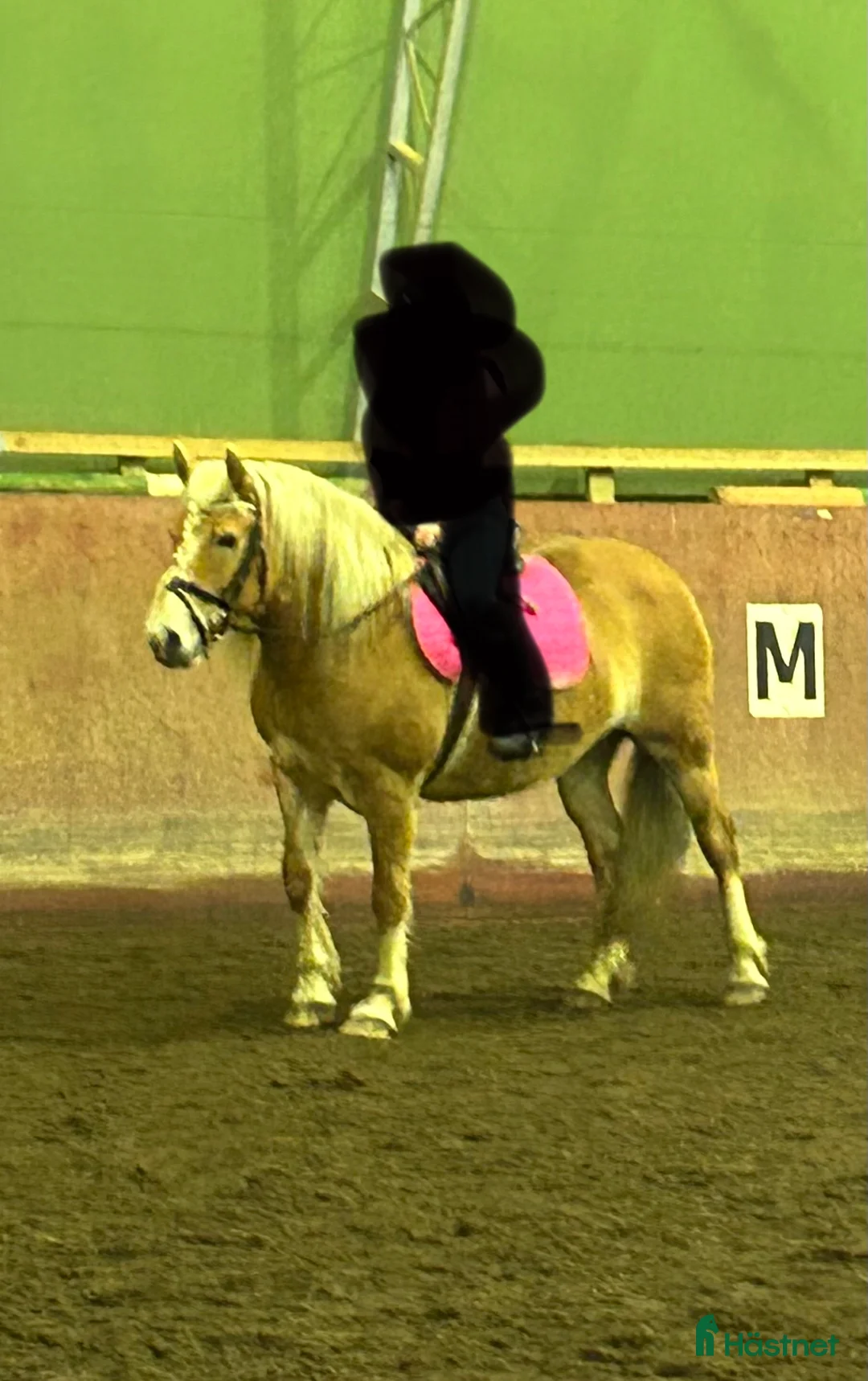 Allround hästar till salu: Jätte snäll och lugn pony  i Falköping - Annons 3