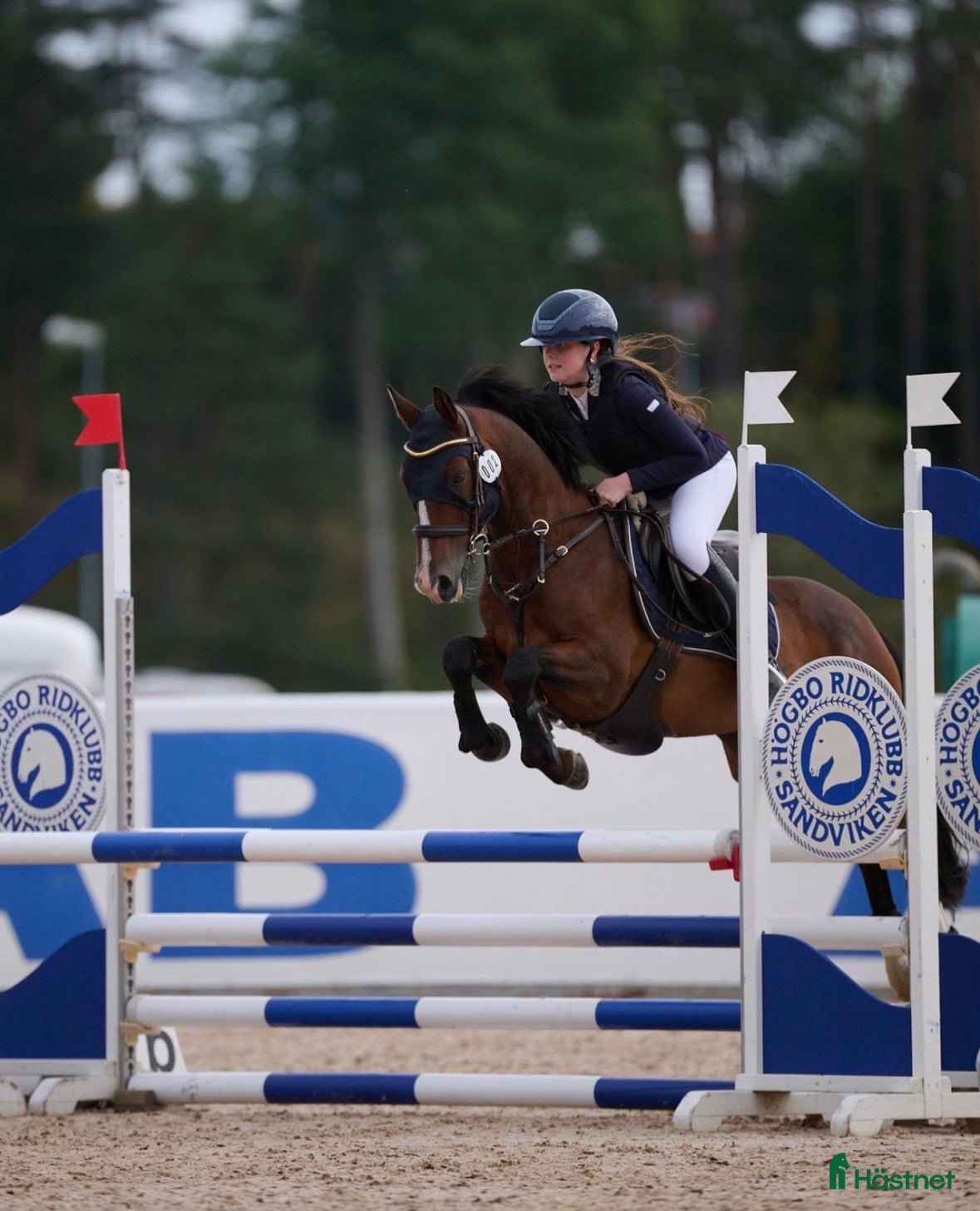 Hoppning hästar till salu: Välutbildad läromästare med hjärta av guld ❤️ - Annons 1