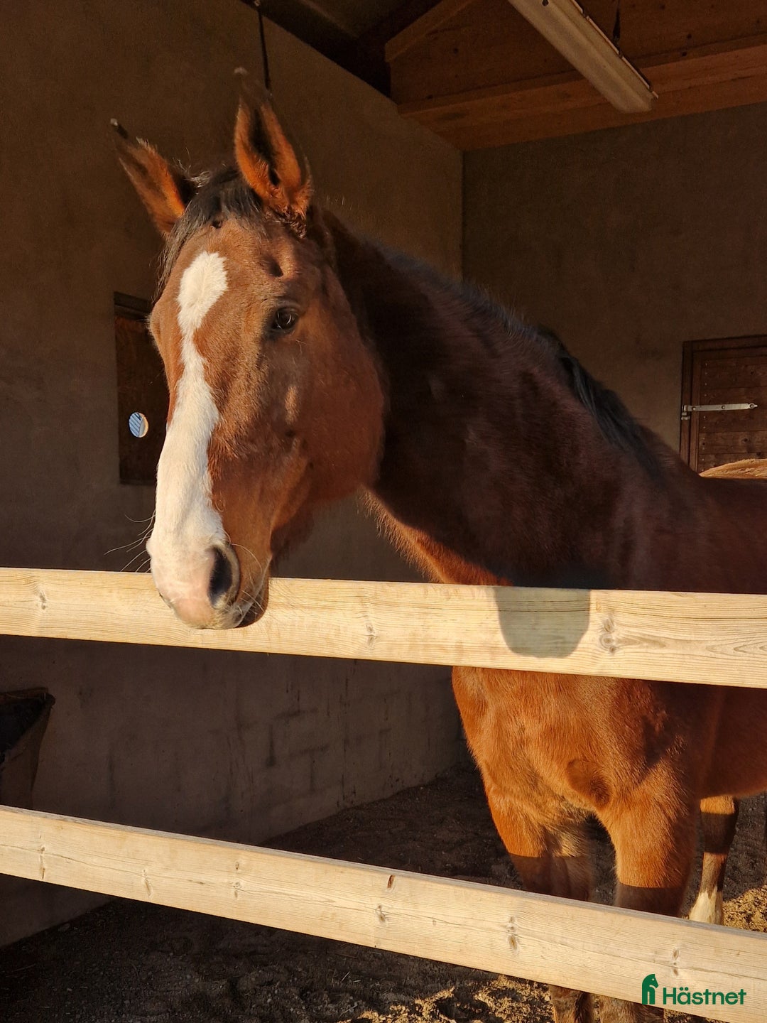 Övrigt hästar till salu: Rhianna söker ett nytt 🌟🌟🌟🌟🌟 🏡!  i Liatorp - Annons 1