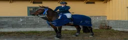 Allround hästar till salu: Trygg och okomplicerad läromästare i Älvkarleby - Annons 9