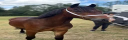 Allround hästar till salu: Welsh Cob-sto med kvalitet, stam & framtid🌟 - Annons 3