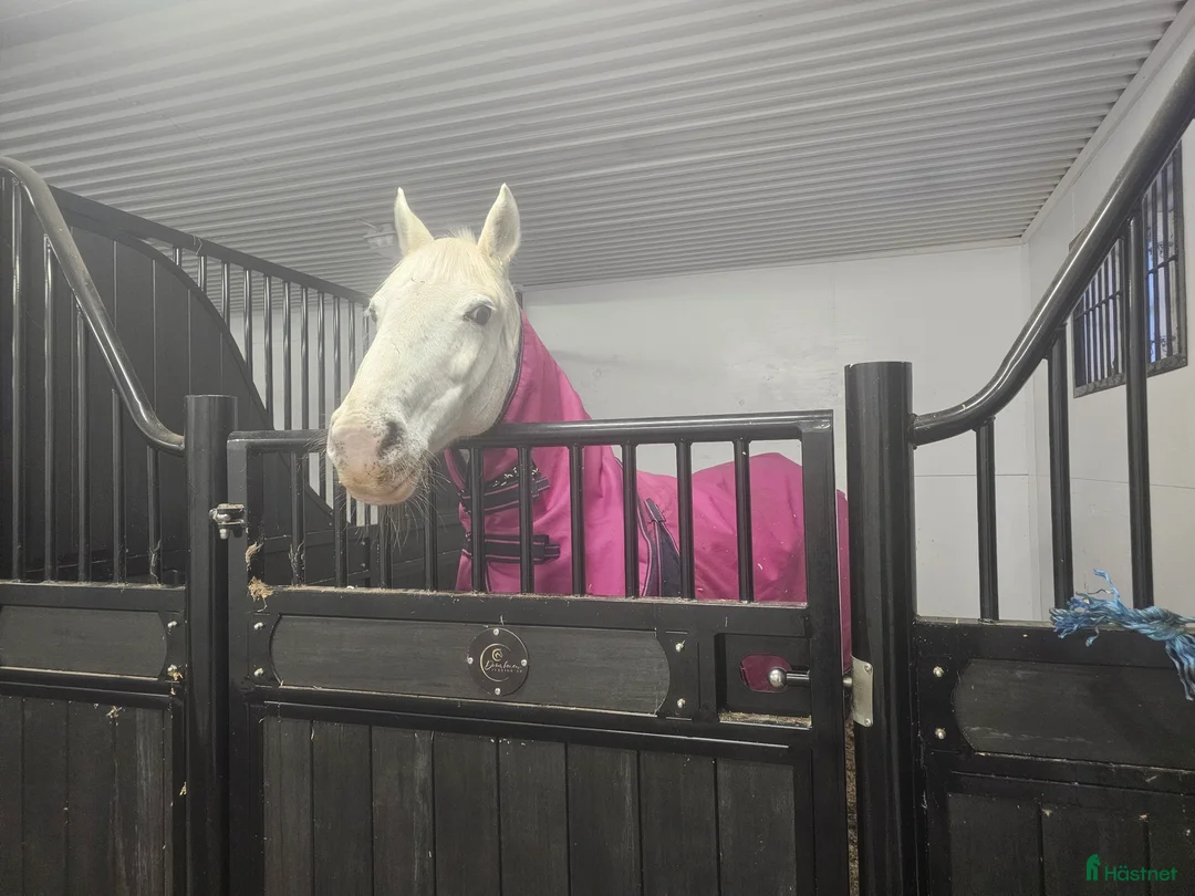 Hoppning hästar till salu: LÄROMÄSTARE ✨️🦄 i Lindesberg - Annons 4