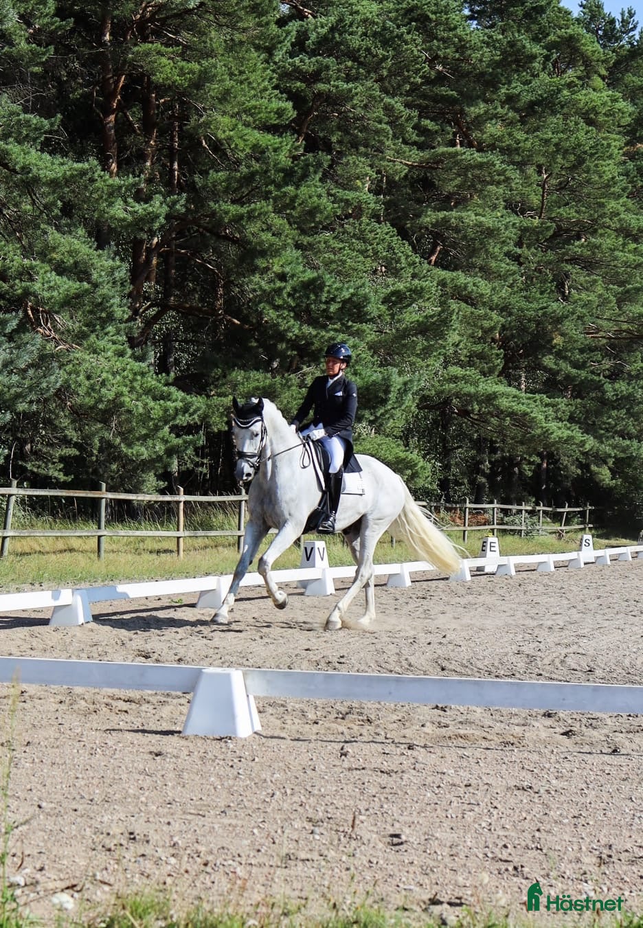  hästar Läromästare dressyr  i Kågeröd - Annons 4