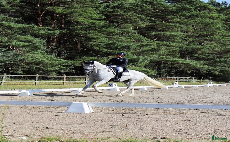  hästar i Kågeröd - Annons 13