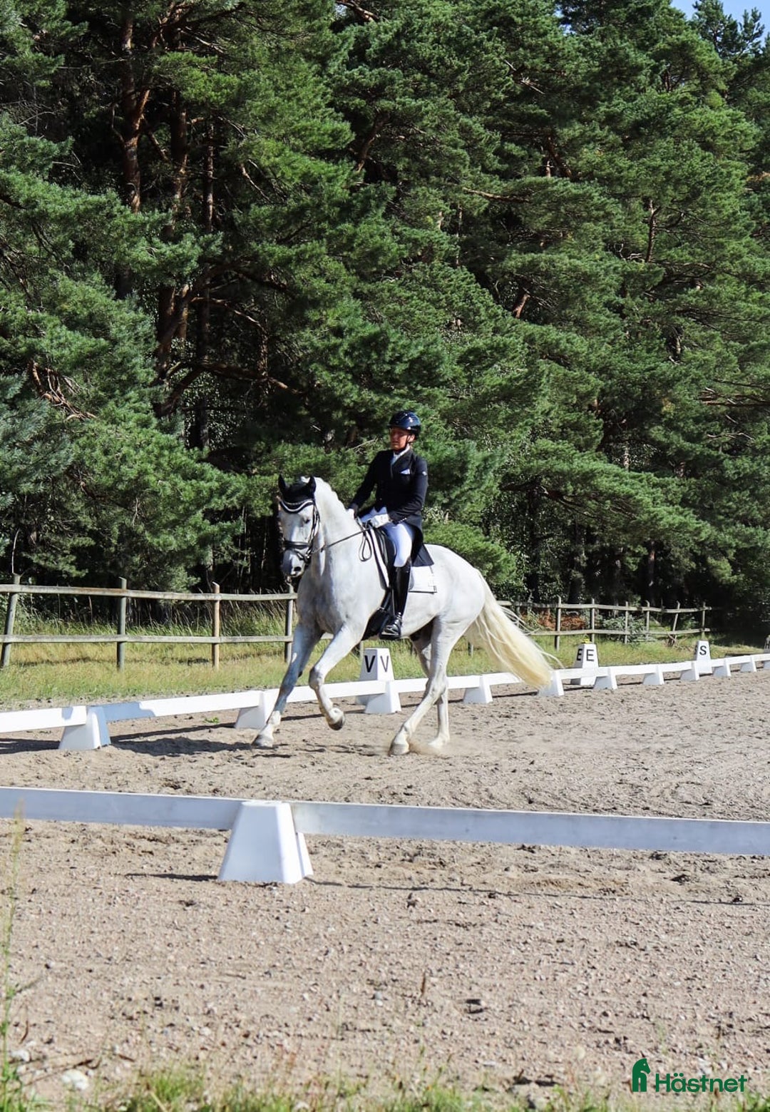 Dressyr hästar till salu: Läromästare dressyr  i Kågeröd - Annons 1