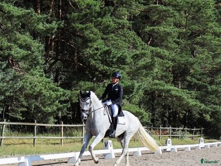 hästar Läromästare dressyr i Kågeröd - Annons 10