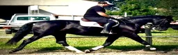 Allround hästar till salu: Black Pearl Waria – Exceptional 5-Year-Old Mare - Annons 5