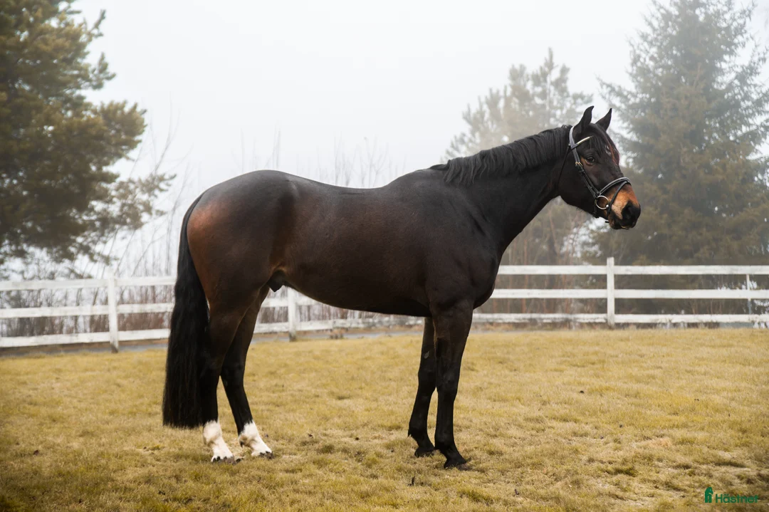 Fälttävlan hästar till salu: 5 års NV vallak e. Tobajo Martial (Tobajo Picez) - Annons 3