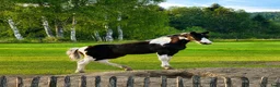 Allround hästar till salu: Vackert hingstföl – Morgan × Paint × KWPN - Annons 7