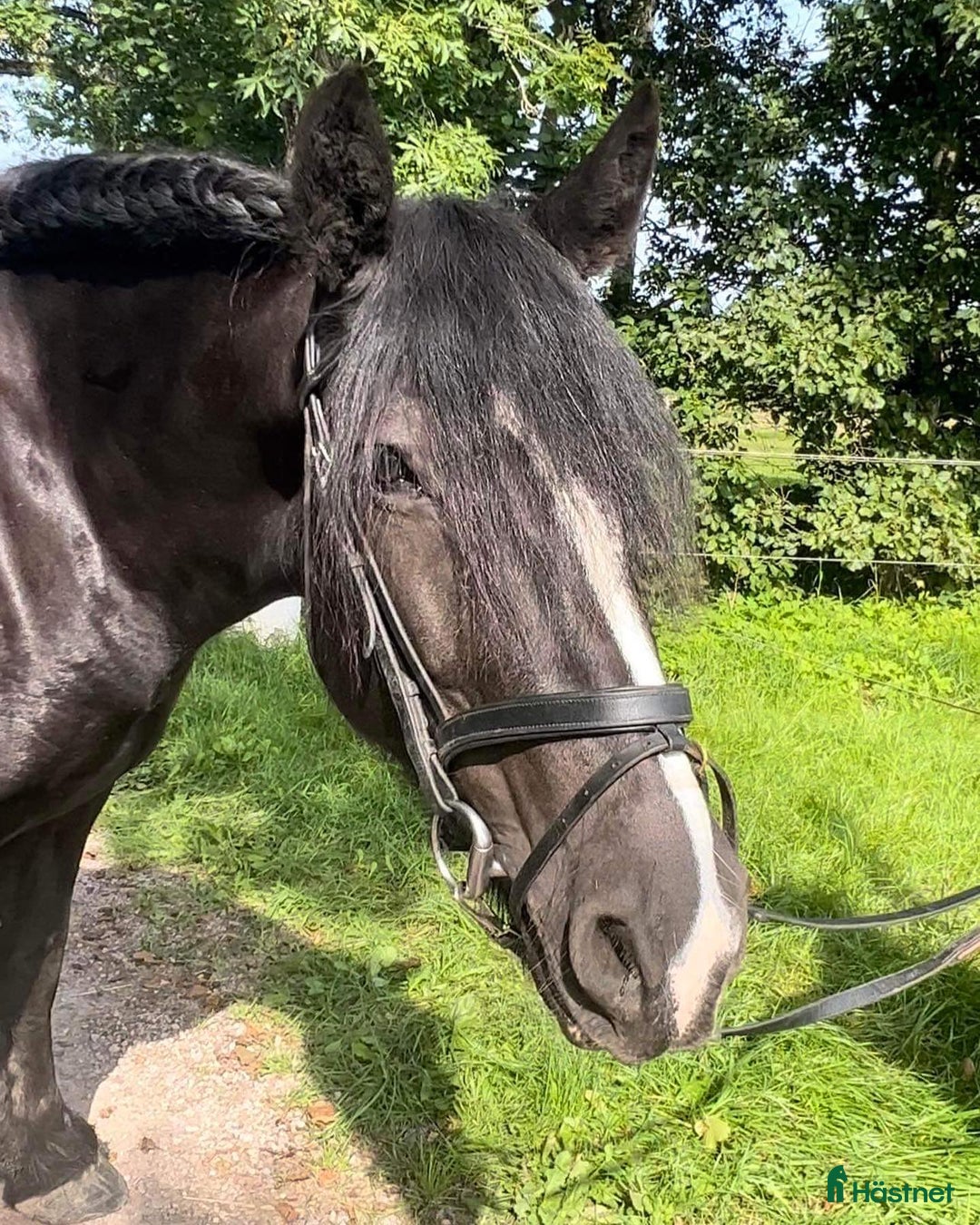 Allround hästar till salu: Super trevlig allround ponny för hobbyridning i Höör - Annons 4