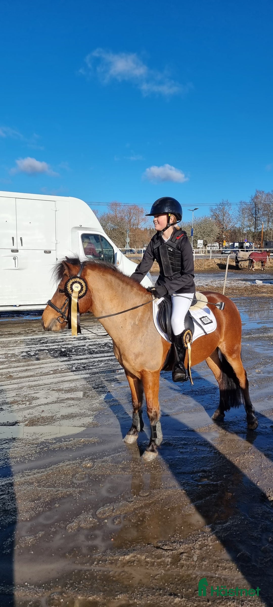 Allround hästar till salu: Fin russkille till tävlingsryttare *TINGAD* i Norrköping - Bild 6