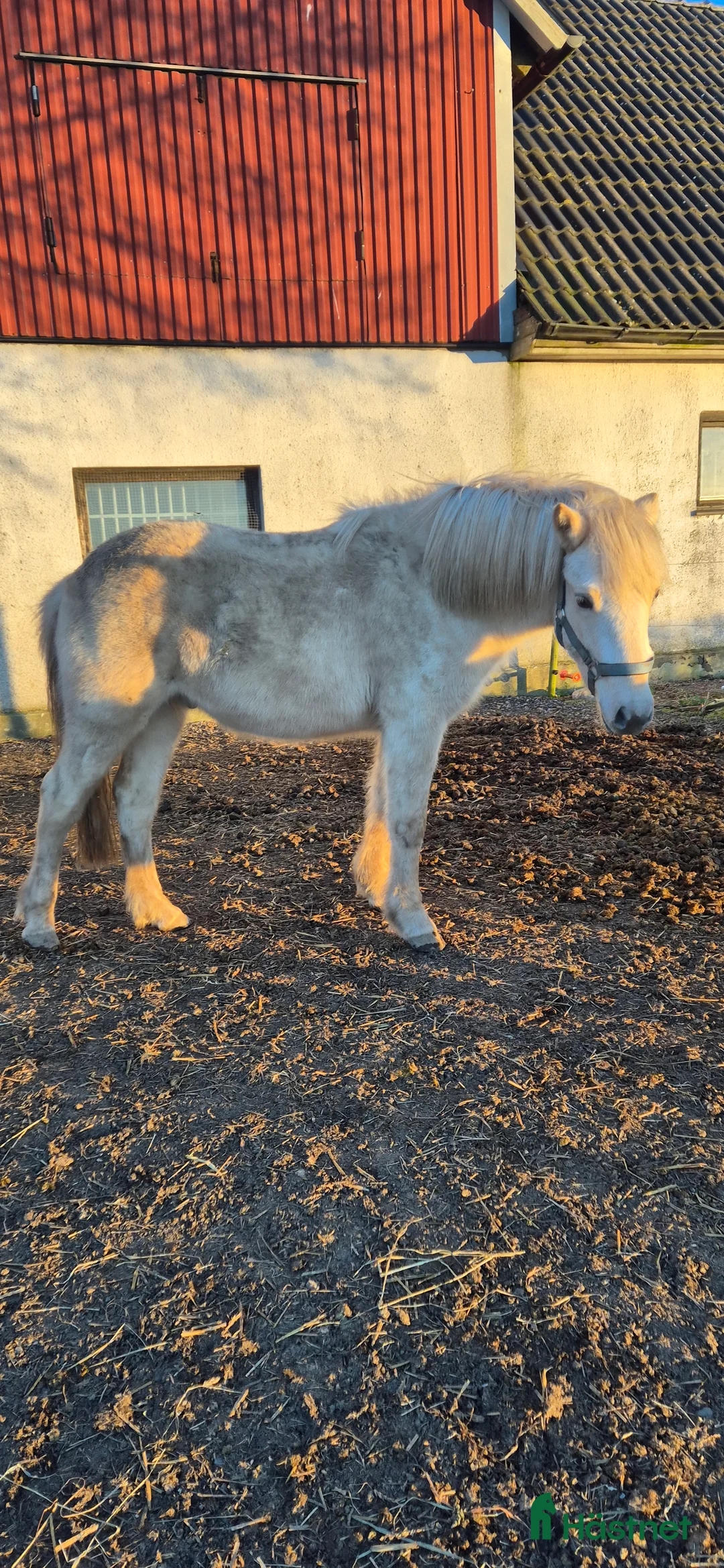 Allround hästar till salu: Grabb för framtiden - Annons 2